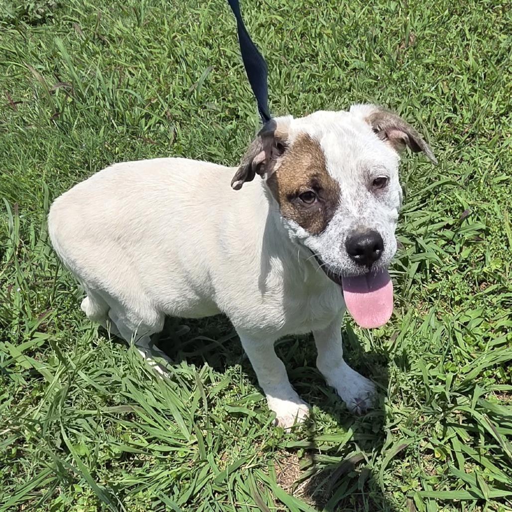 Enlarge Boo, a Adoptable mixed breed in Durant, OK image 2/2