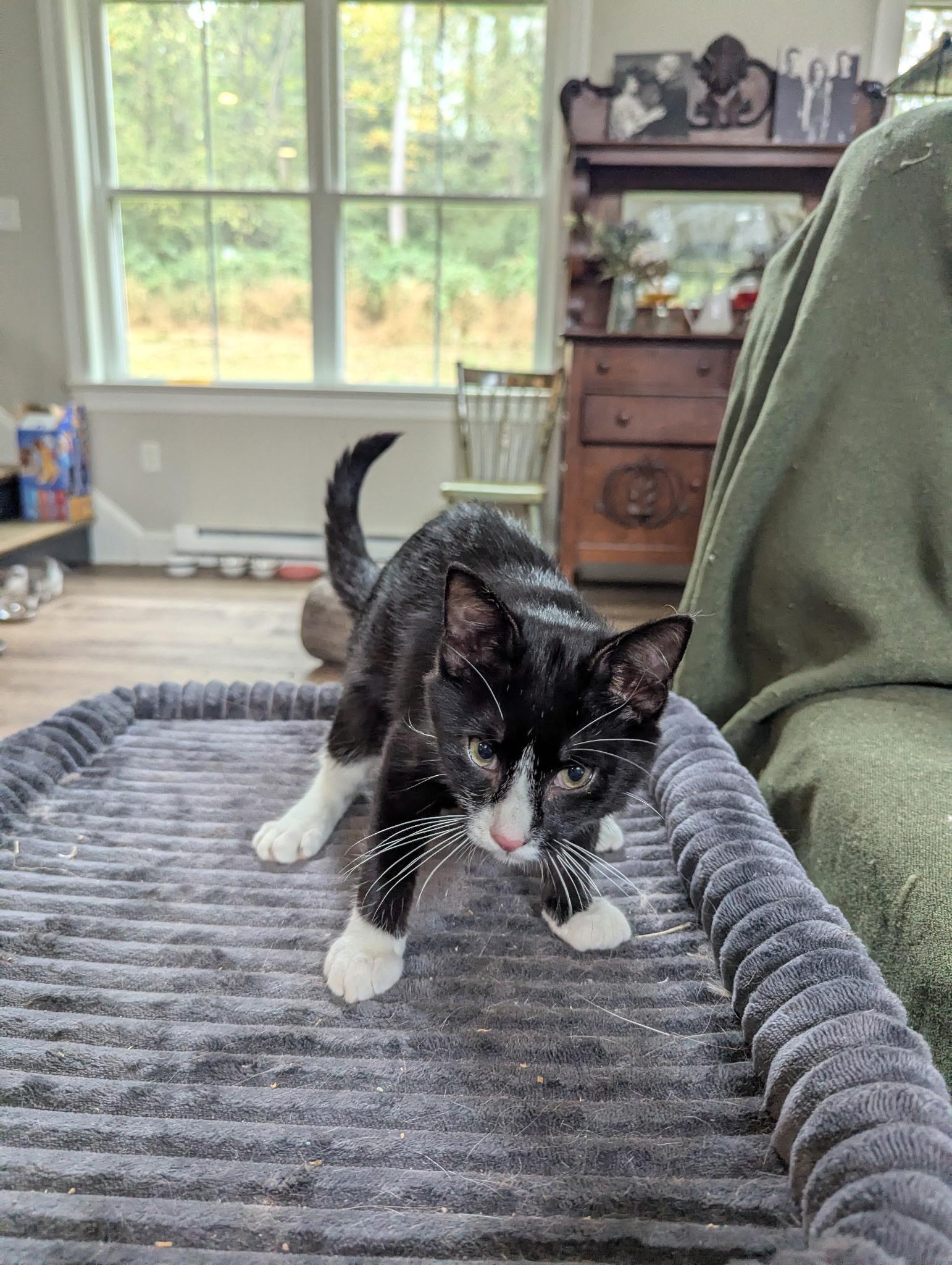 Enlarge Maxwell, a Adoptable Domestic Short Hair in lititz, PA image 5/6