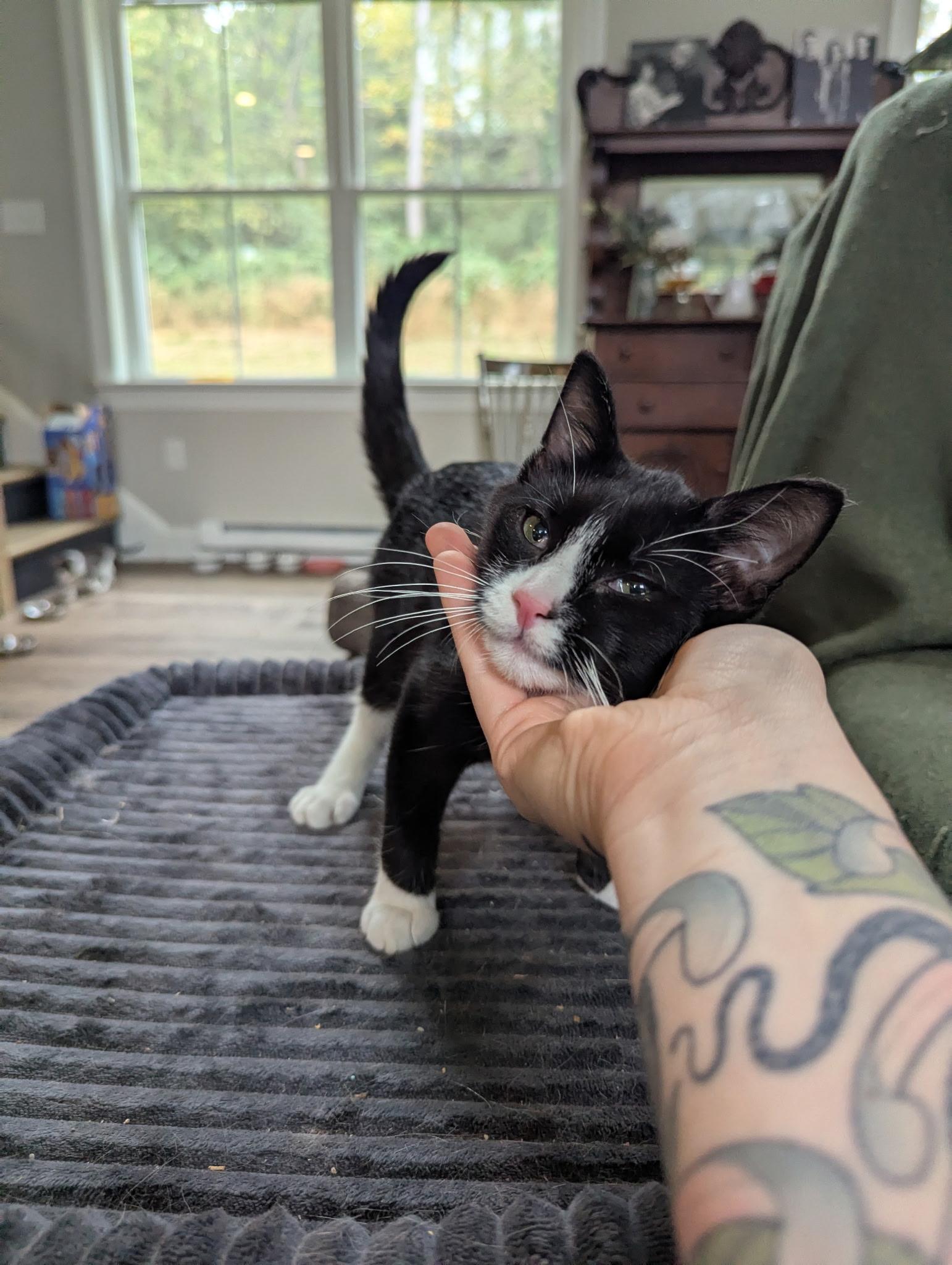 Enlarge Maxwell, a Adoptable Domestic Short Hair in lititz, PA image 6/6