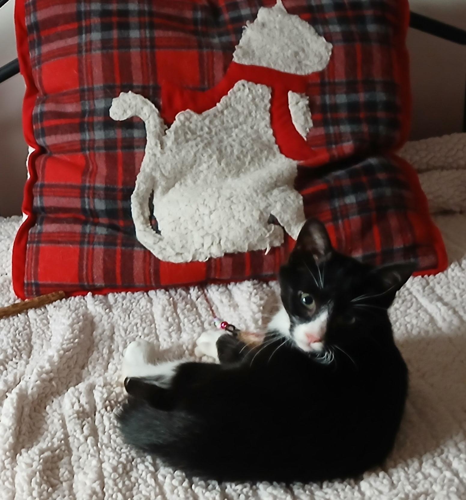 Enlarge Maxwell, a Adoptable Domestic Short Hair in lititz, PA image 3/6