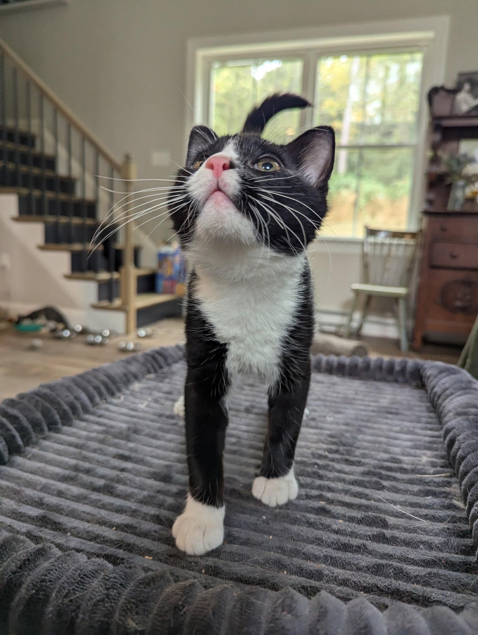 Enlarge Maxwell, a Adoptable Domestic Short Hair in lititz, PA image 4/6