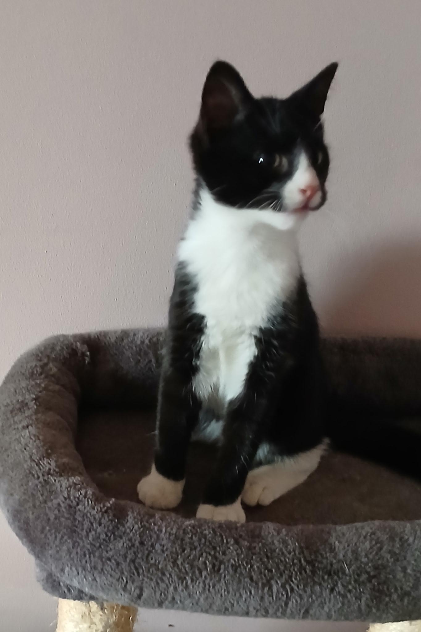 Enlarge Maxwell, a Adoptable Domestic Short Hair in lititz, PA image 2/6