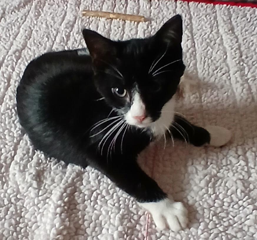 Enlarge Maxwell, a Adoptable Domestic Short Hair in lititz, PA image 1/6