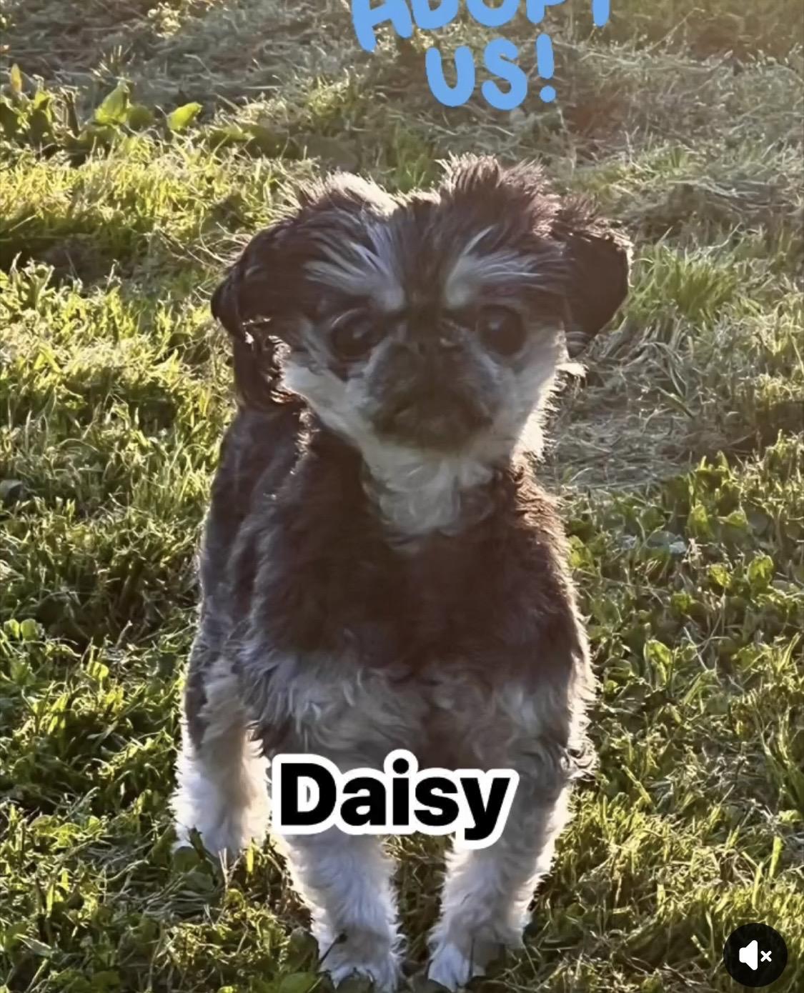Daisy, Adoptable, Adult Female Shih Tzu.