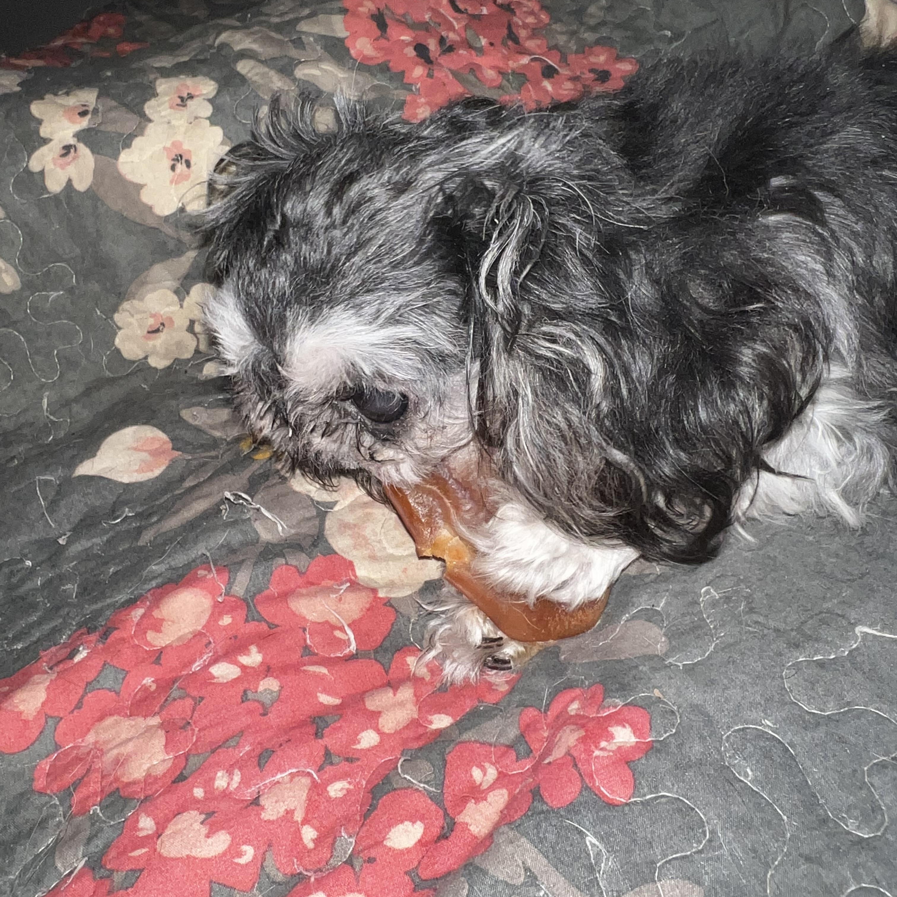 Daisy, a Adoptable Shih Tzu in Woodlawn, TN image 2/3