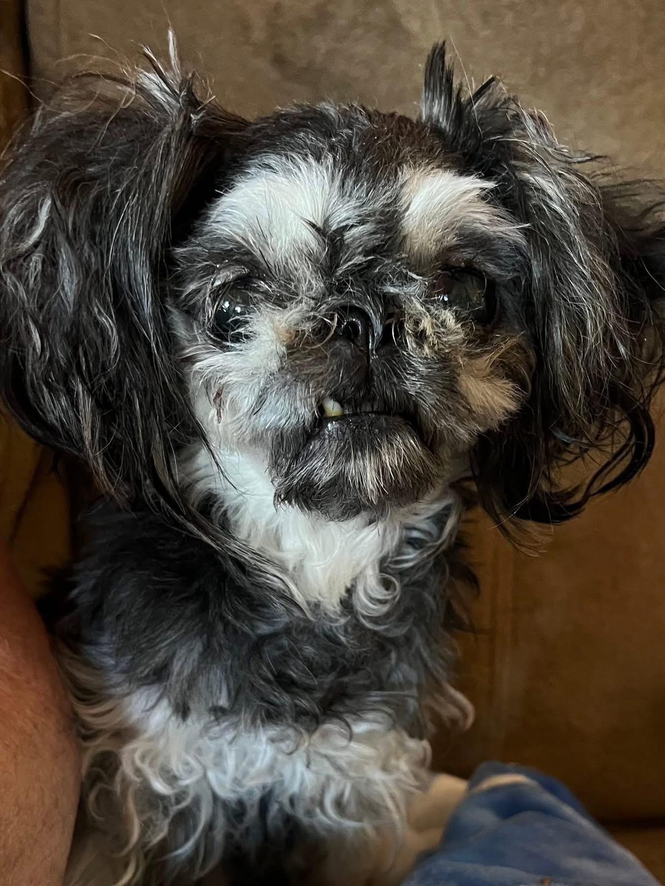 Daisy, Adoptable, Adult Female Shih Tzu.
