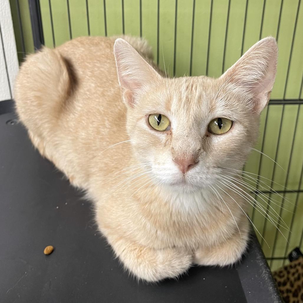 Millie, Adult Female unknown