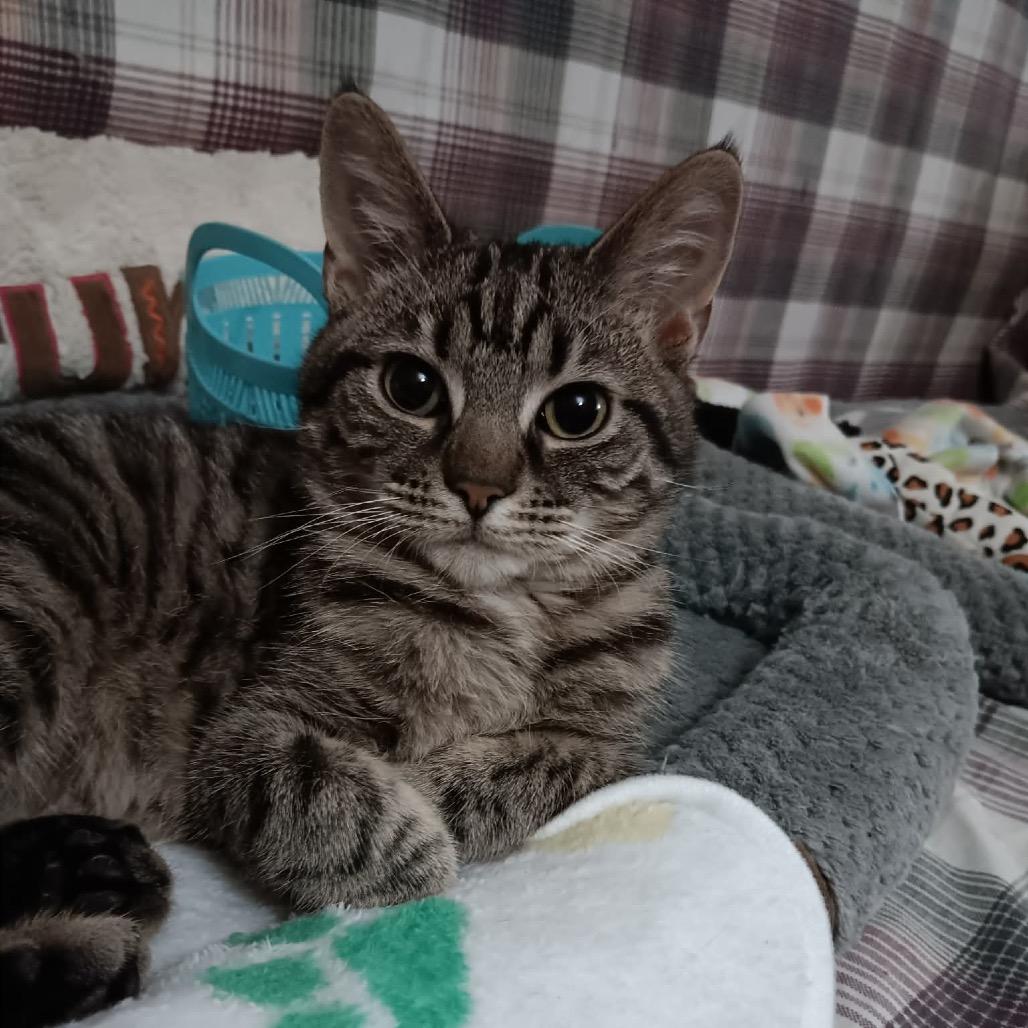 Enlarge Bugsy, a Adoptable Domestic Short Hair in Springfield, OH image 1/3