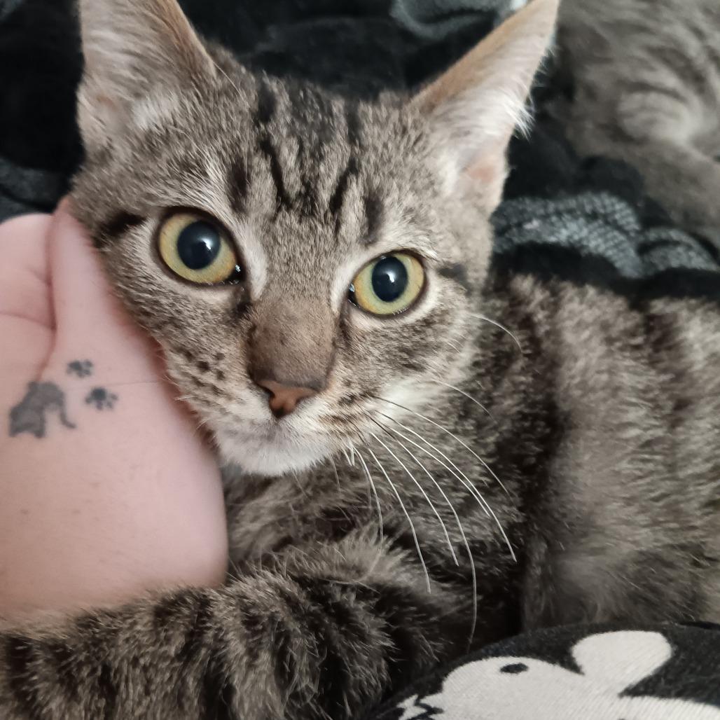 Enlarge Bugsy, a Adoptable Domestic Short Hair in Springfield, OH image 2/3