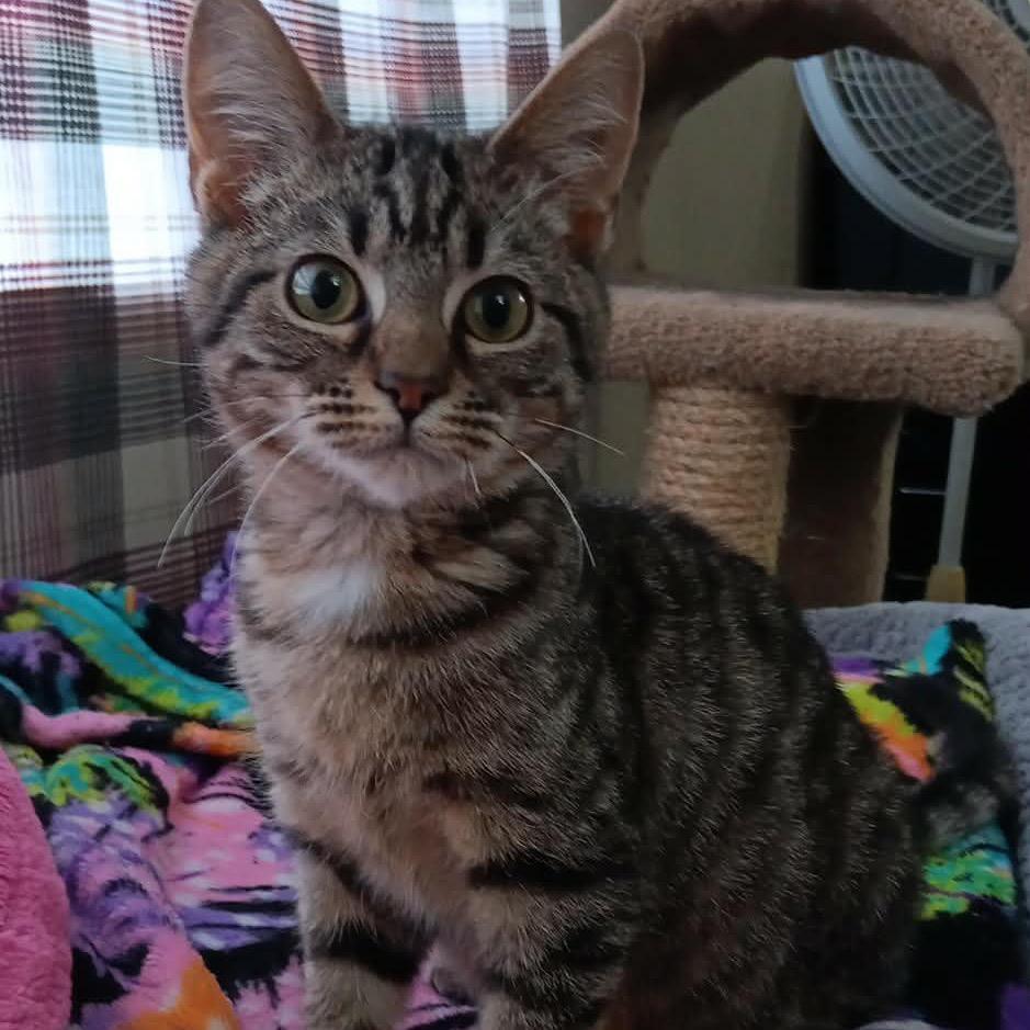 Enlarge Bugsy, a Adoptable Domestic Short Hair in Springfield, OH image 3/3