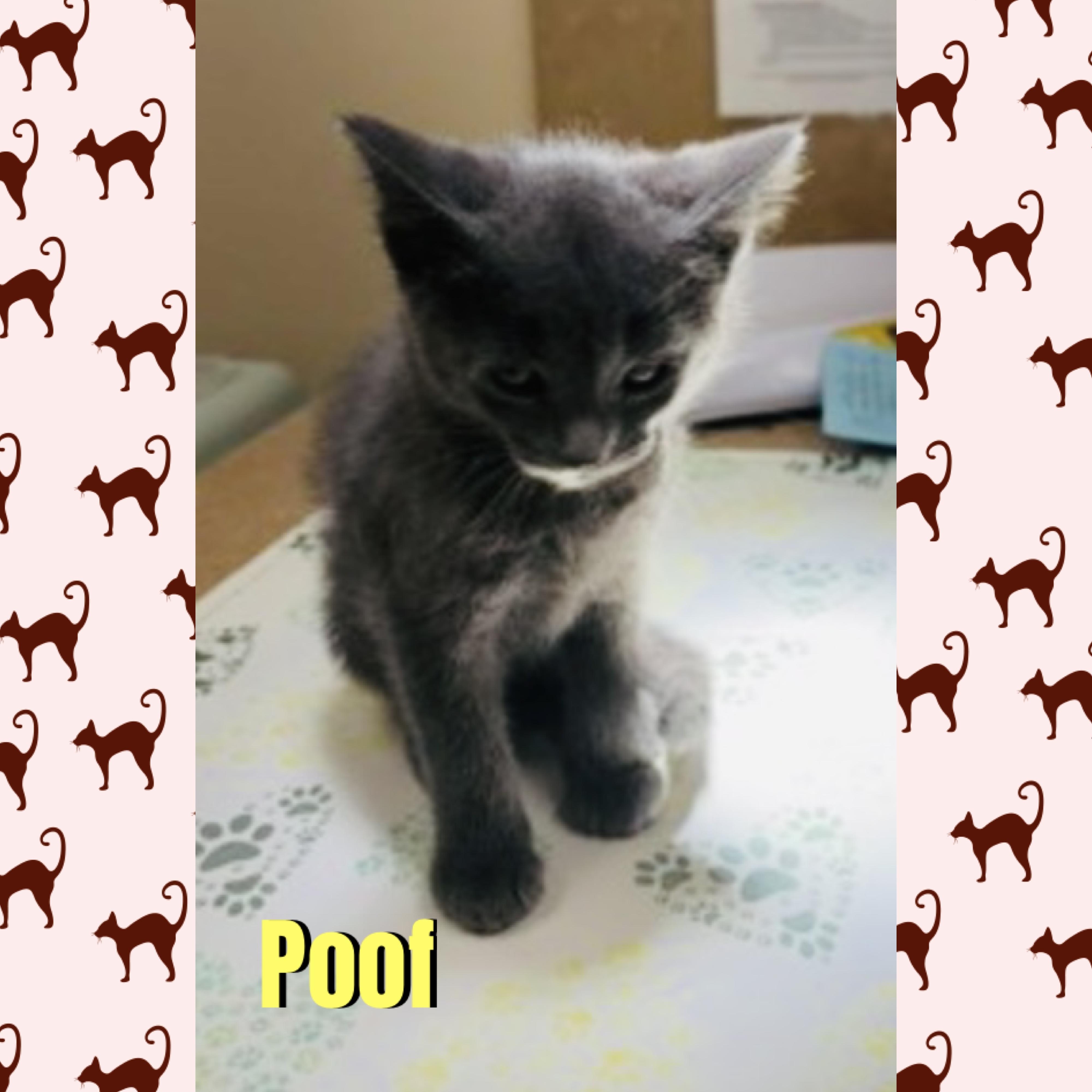 Enlarge Poof, a Adoptable mixed breed in Red Lodge, MT image 2/4