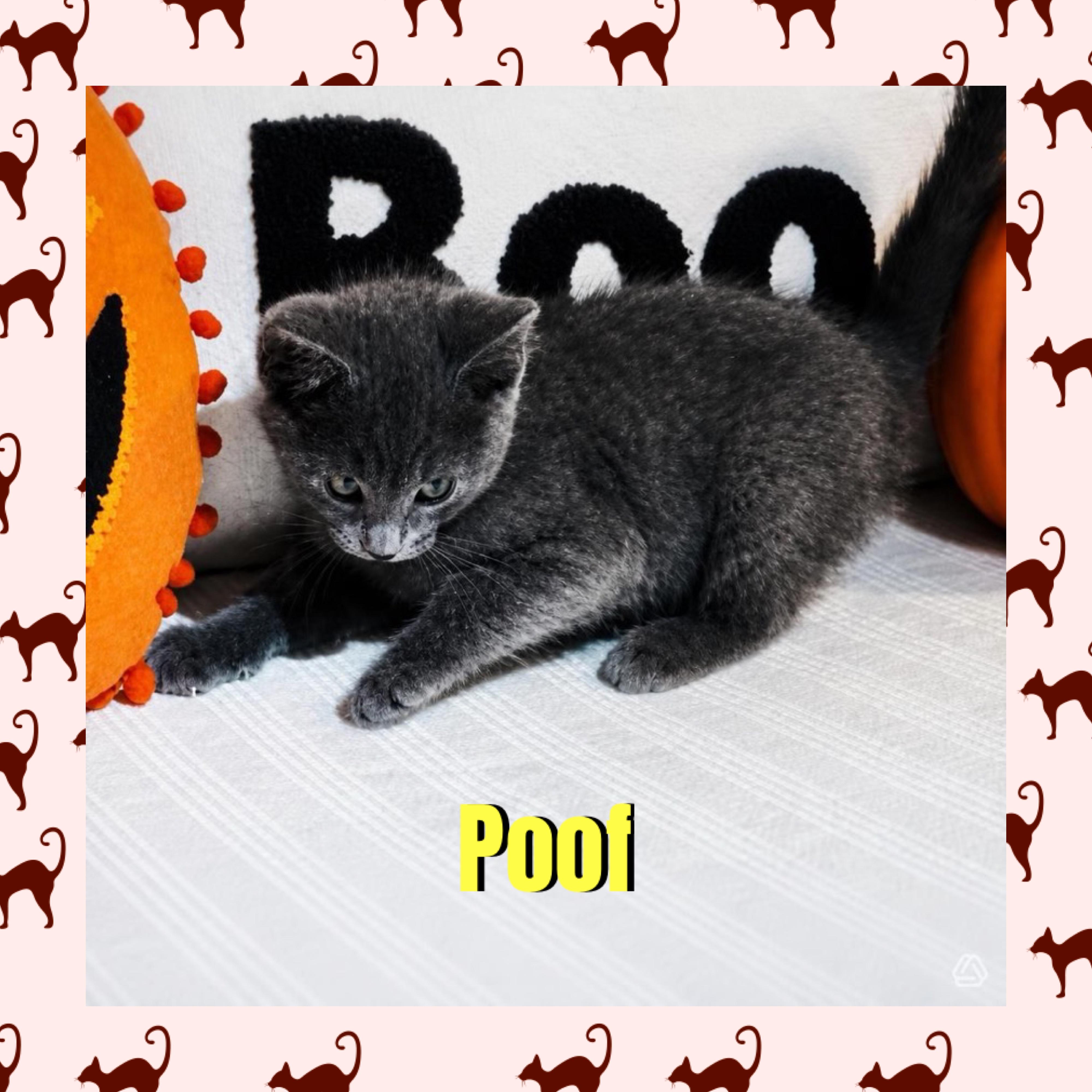 Enlarge Poof, a Adoptable mixed breed in Red Lodge, MT image 4/4
