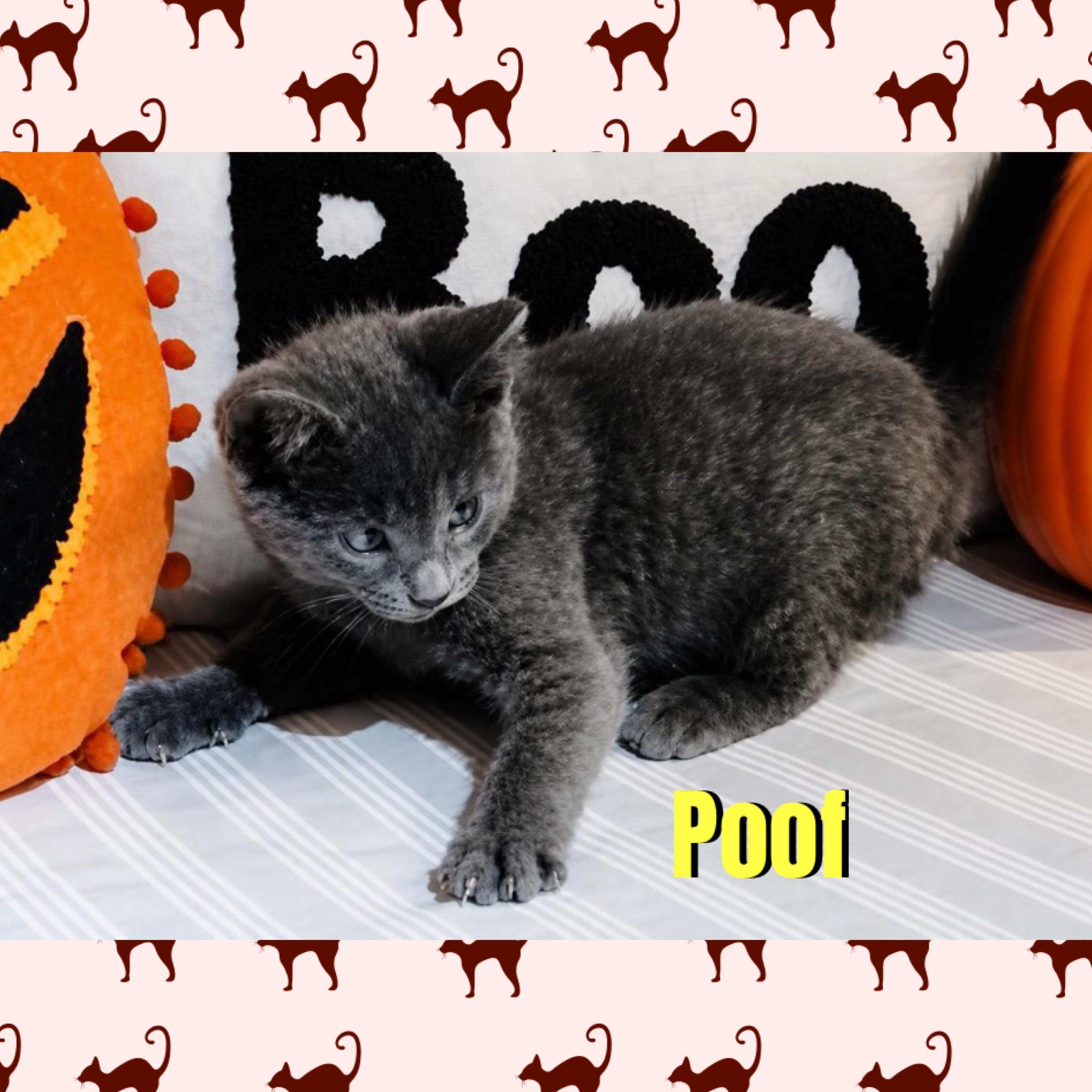 Enlarge Poof, a Adoptable mixed breed in Red Lodge, MT image 1/4