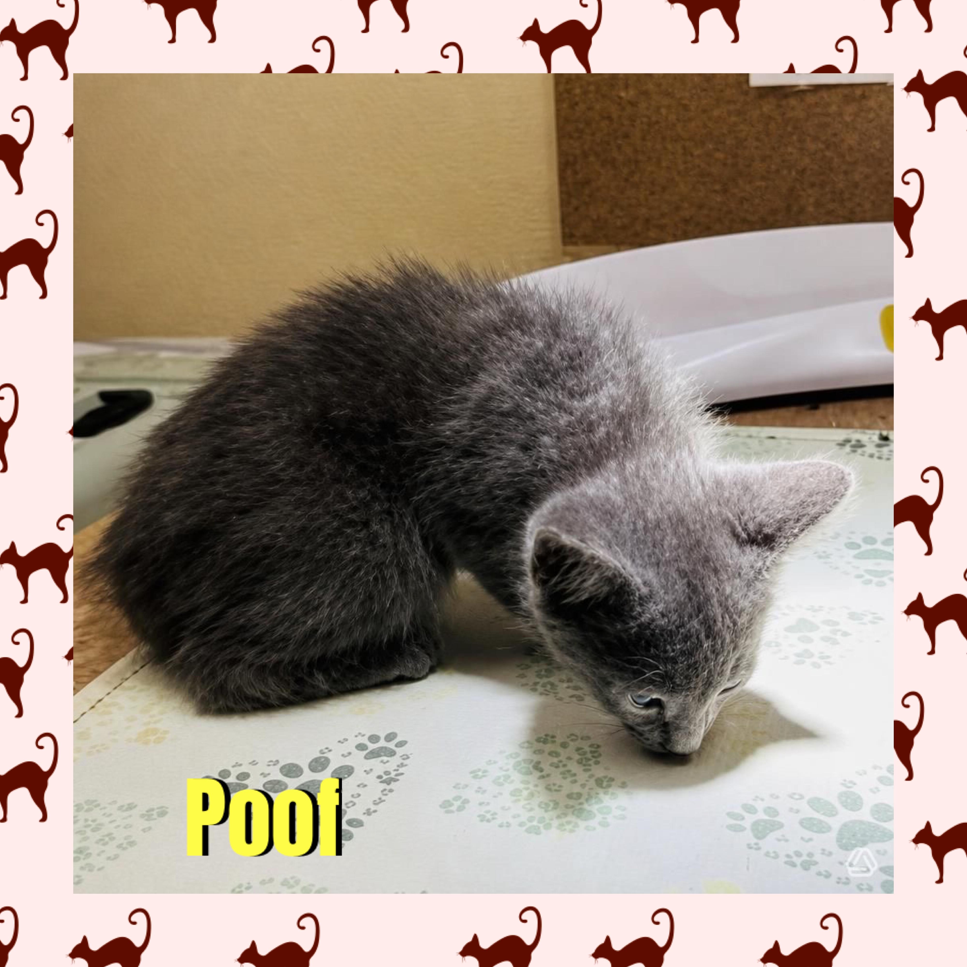 Enlarge Poof, a Adoptable mixed breed in Red Lodge, MT image 3/4