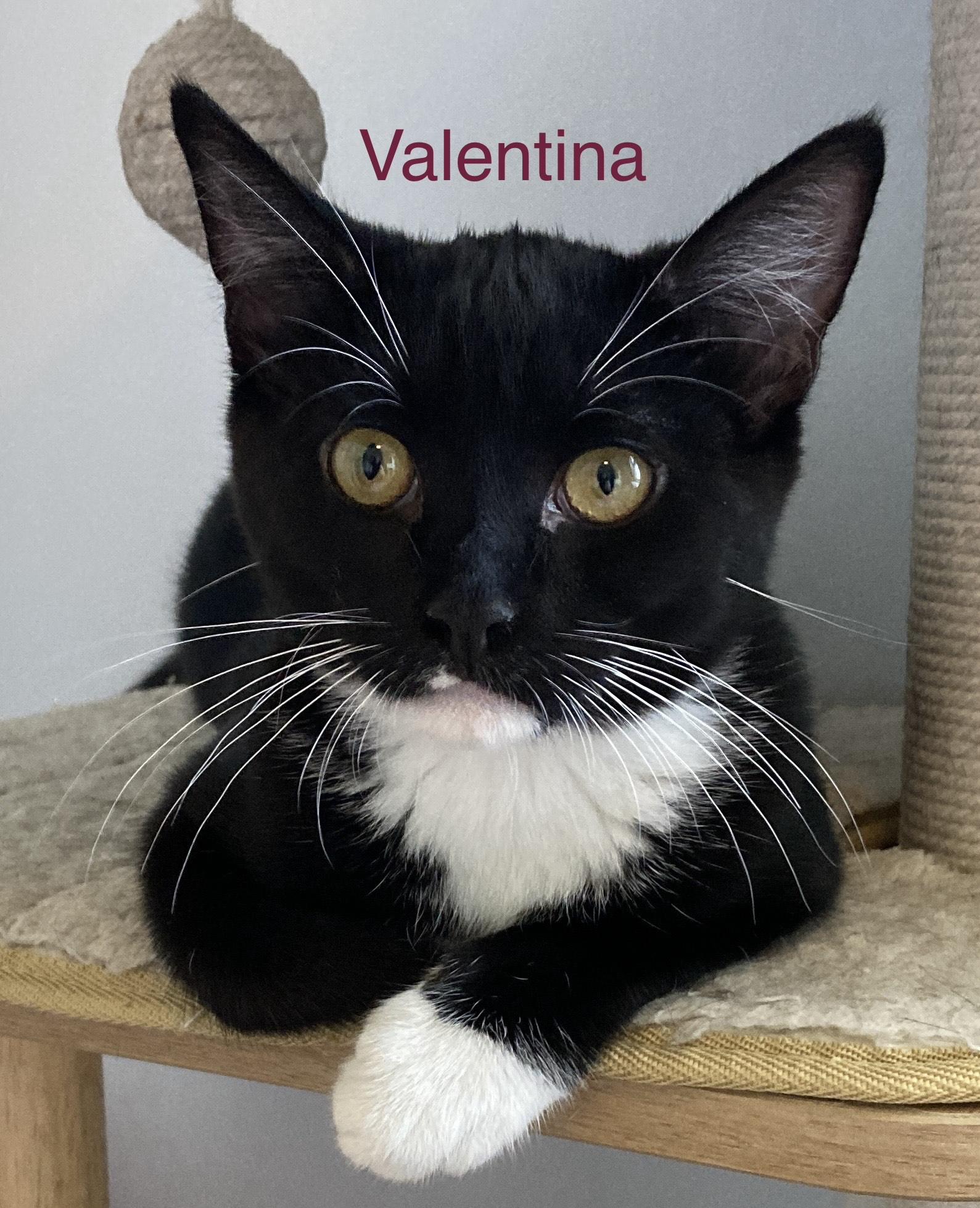 Valentina, a ADOPTABLE mixed breed in North Billerica, MA image 5/5