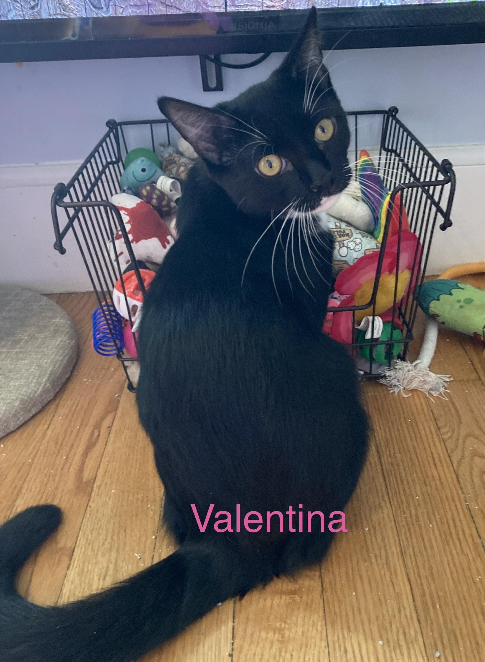 Valentina, a ADOPTABLE mixed breed in North Billerica, MA image 2/5