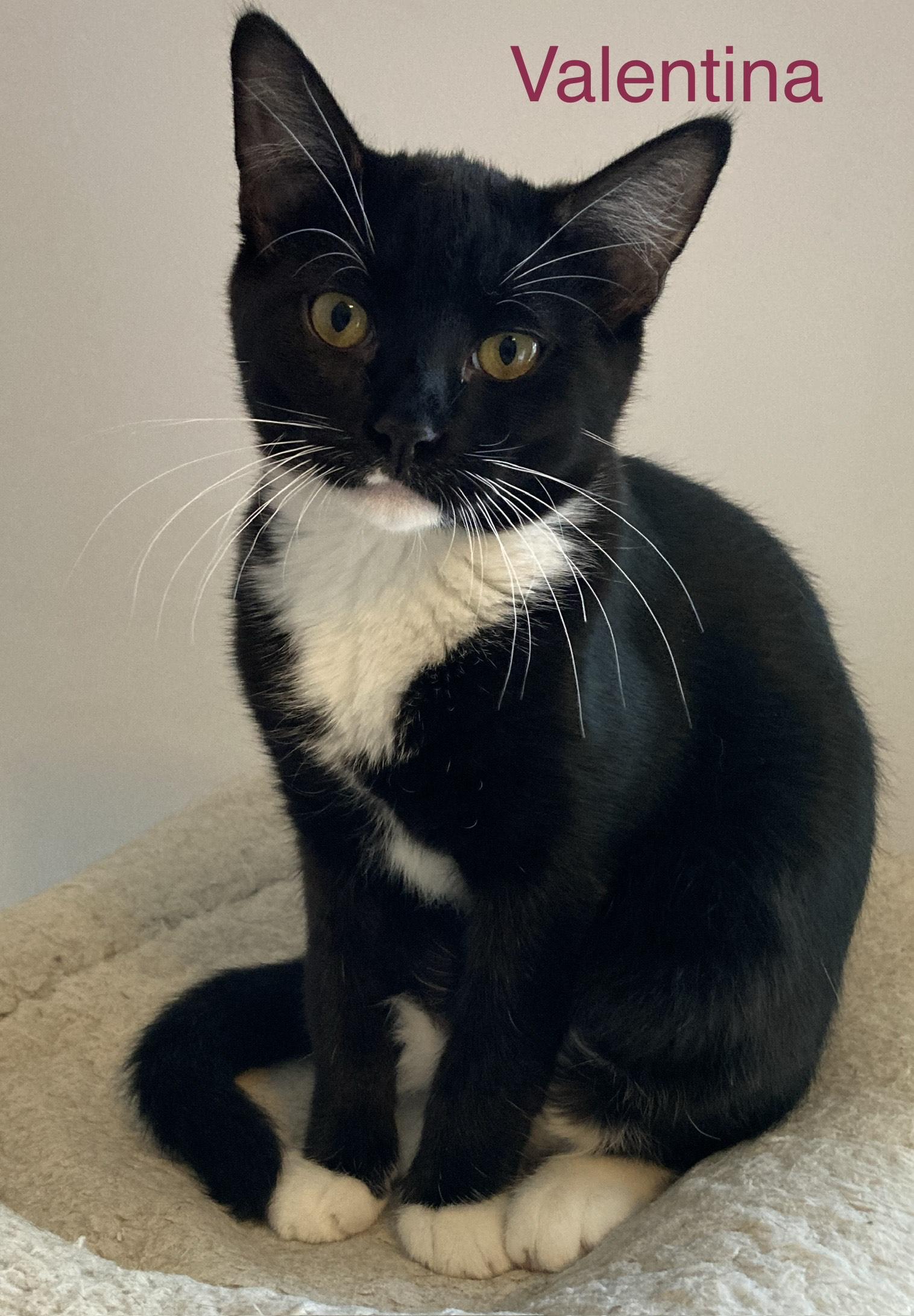 Valentina, a ADOPTABLE mixed breed in North Billerica, MA image 3/5