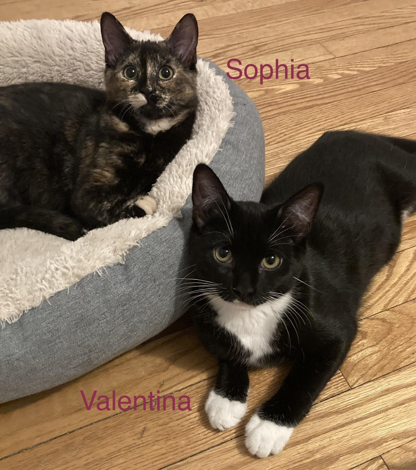 Valentina, a ADOPTABLE mixed breed in North Billerica, MA image 4/5