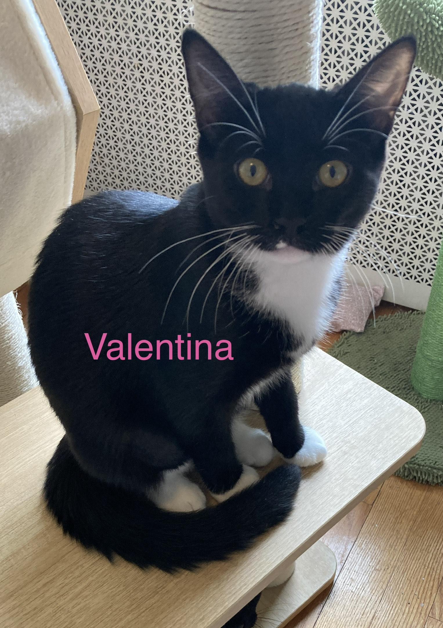 Valentina, a ADOPTABLE mixed breed in North Billerica, MA image 1/5