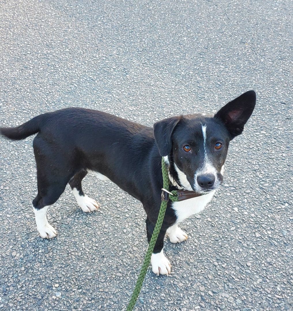 Yoda, a Adoptable mixed breed in Conway, SC image 3/5