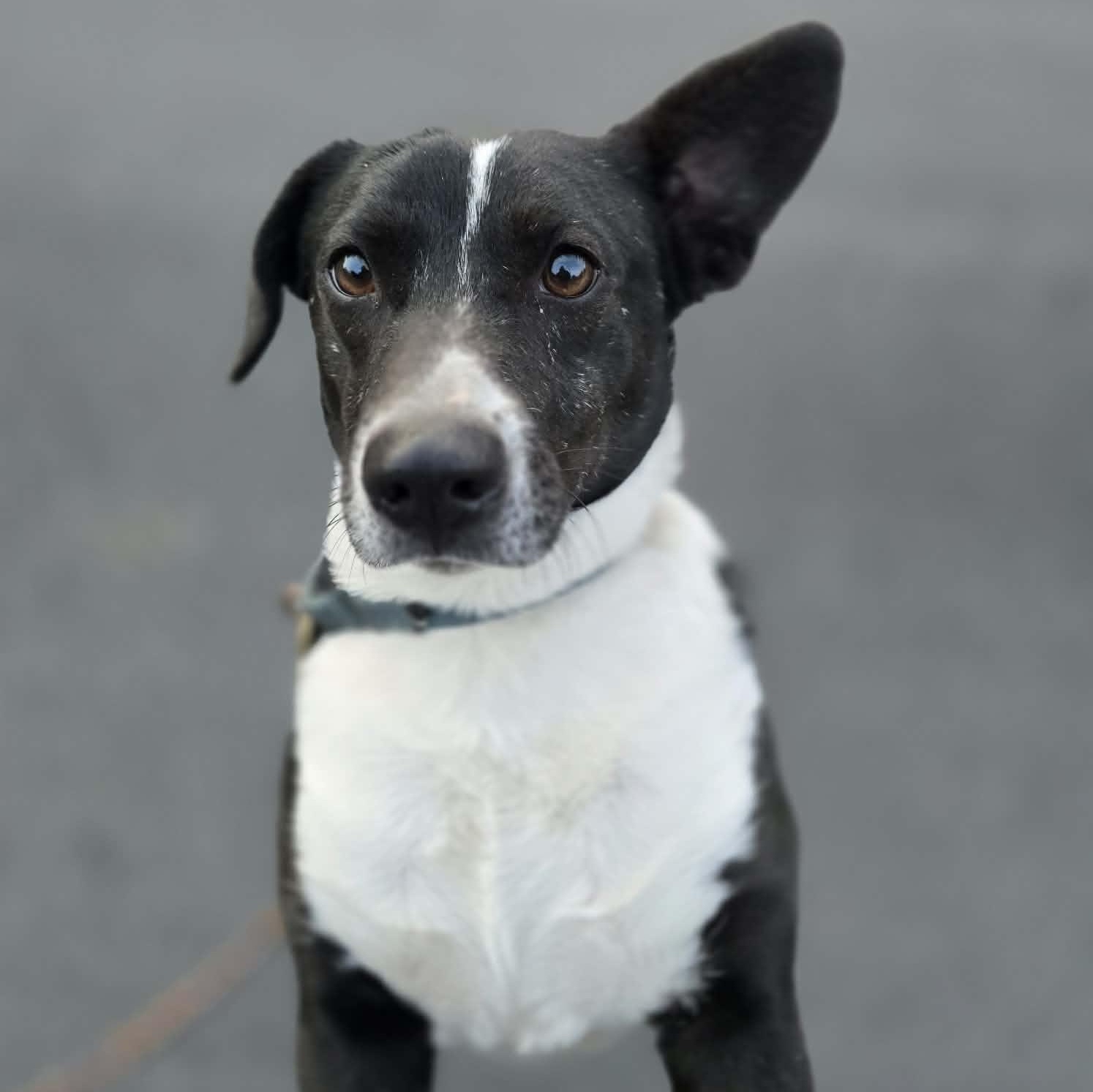 Enlarge Yoda, a Adoptable mixed breed in Conway, SC image 1/6