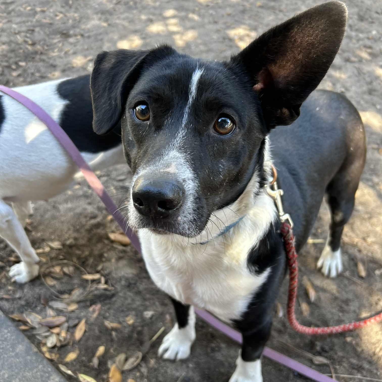 Yoda, a Adoptable mixed breed in Conway, SC image 1/5