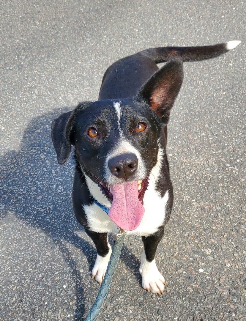 Yoda, a Adoptable mixed breed in Conway, SC image 2/5