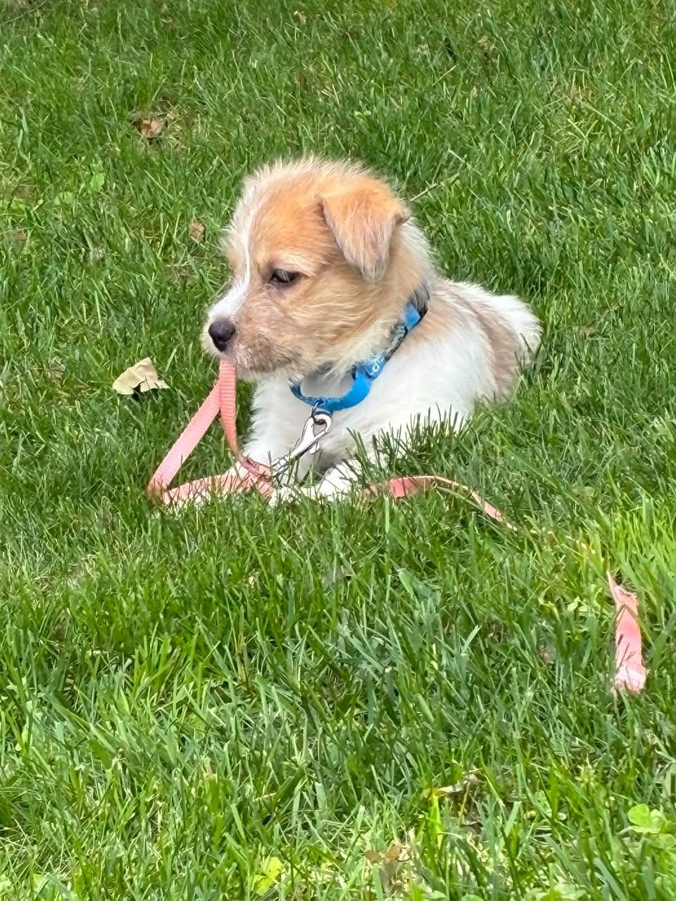 Enlarge Avani- the A Litter, a Adoptable Cairn Terrier in Oakhurst, NJ image 1/3