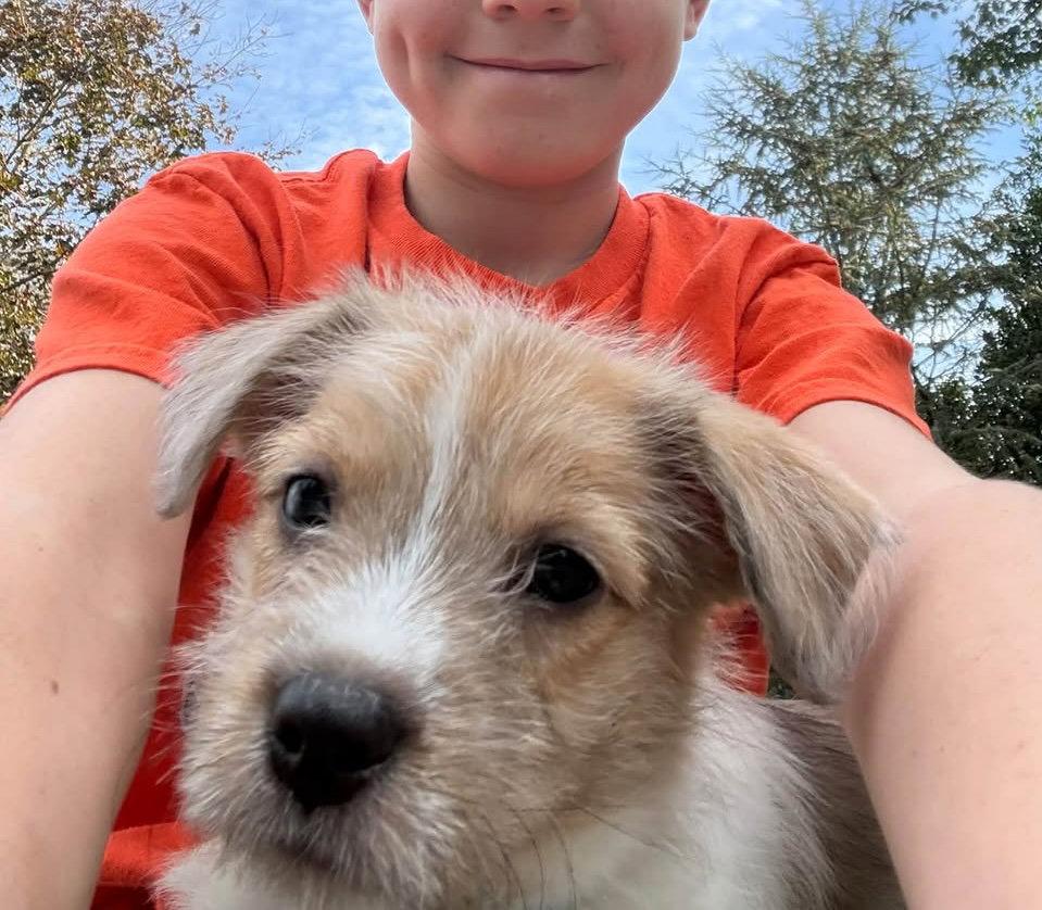 Enlarge Avani- the A Litter, a Adoptable Cairn Terrier in Oakhurst, NJ image 3/3