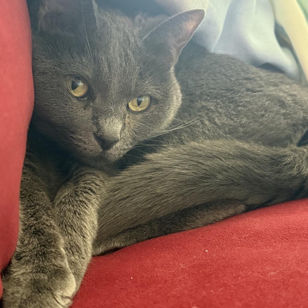 Layla, Adoptable, Adult Female Domestic Short Hair.