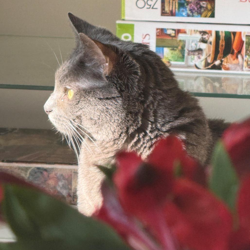 Layla, Adoptable, Adult Female Domestic Short Hair.