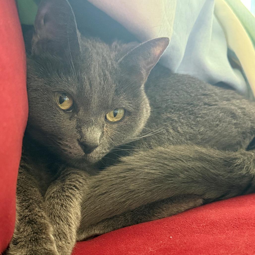 Enlarge Layla, a Adoptable Domestic Short Hair in Normal, IL image 2/6