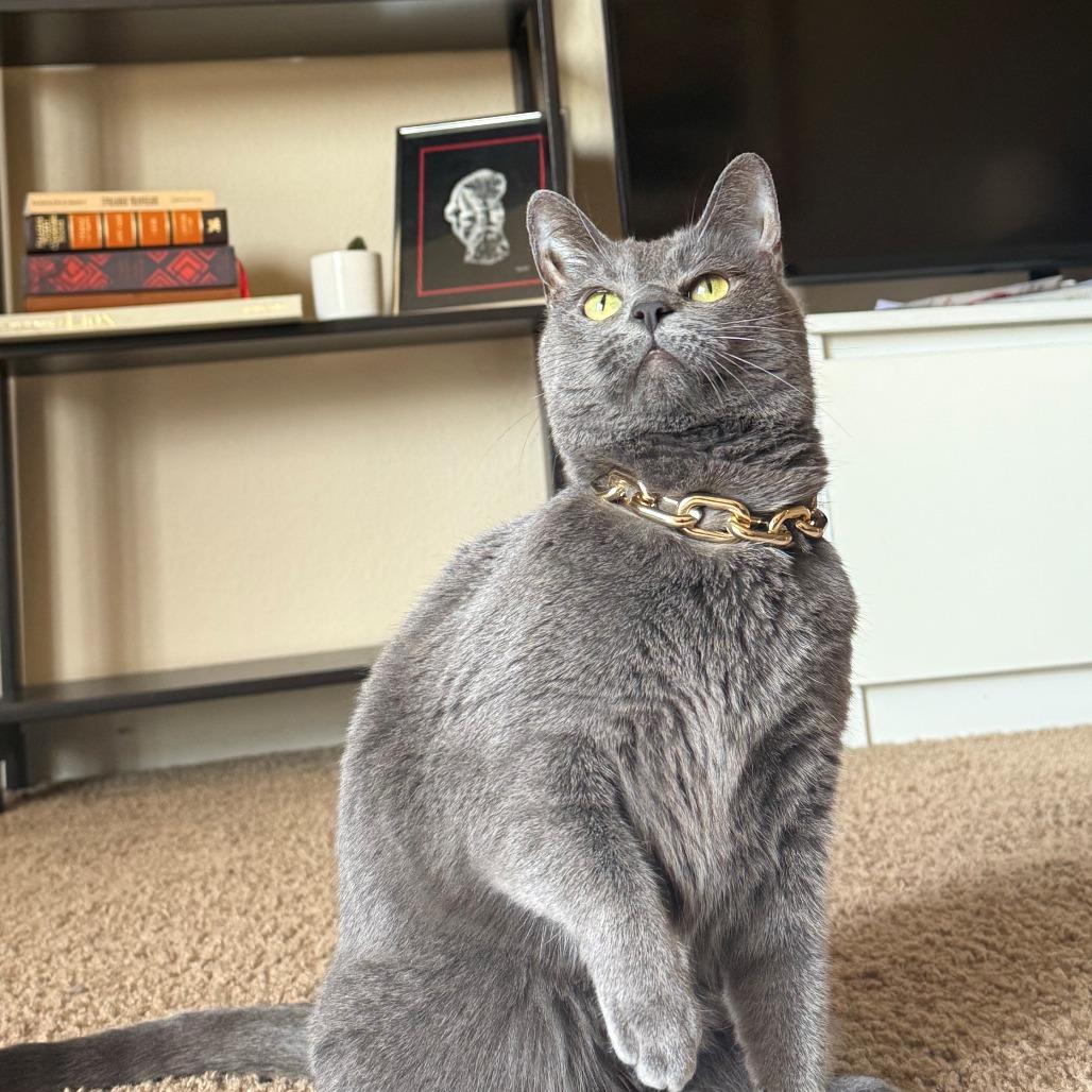 Enlarge Layla, a Adoptable Domestic Short Hair in Normal, IL image 3/6