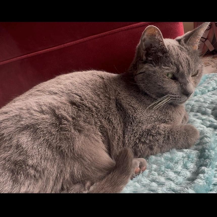 Enlarge Layla, a Adoptable Domestic Short Hair in Normal, IL image 4/6