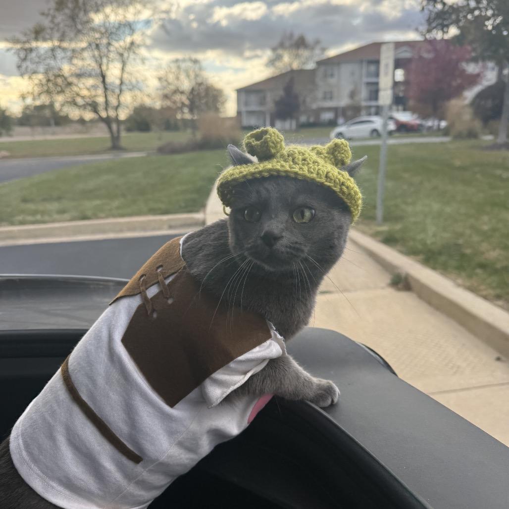 Enlarge Layla, a Adoptable Domestic Short Hair in Normal, IL image 5/6