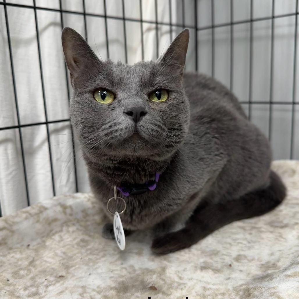 Enlarge Layla, a Adoptable Domestic Short Hair in Normal, IL image 6/6