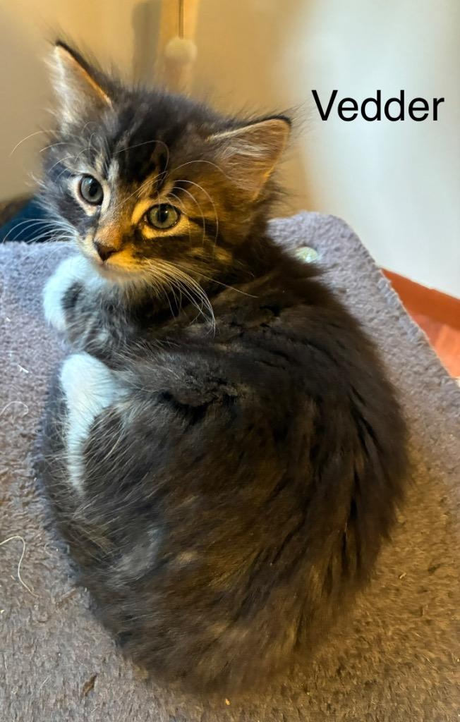 Enlarge Vedder, a Adoptable mixed breed in Shelton, WA image 1/2