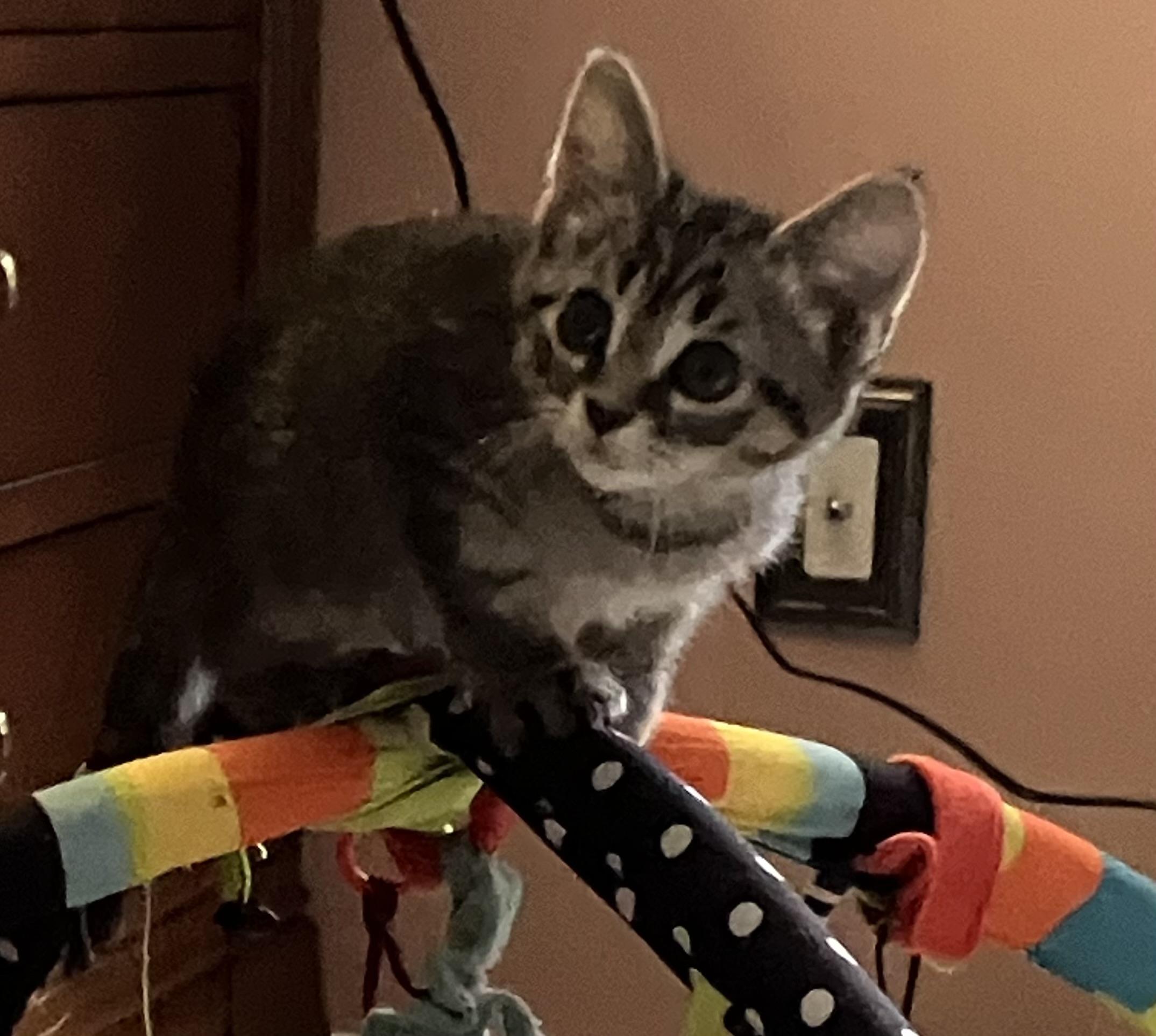Toni, a ADOPTABLE Tabby in Independence, OH image 3/3
