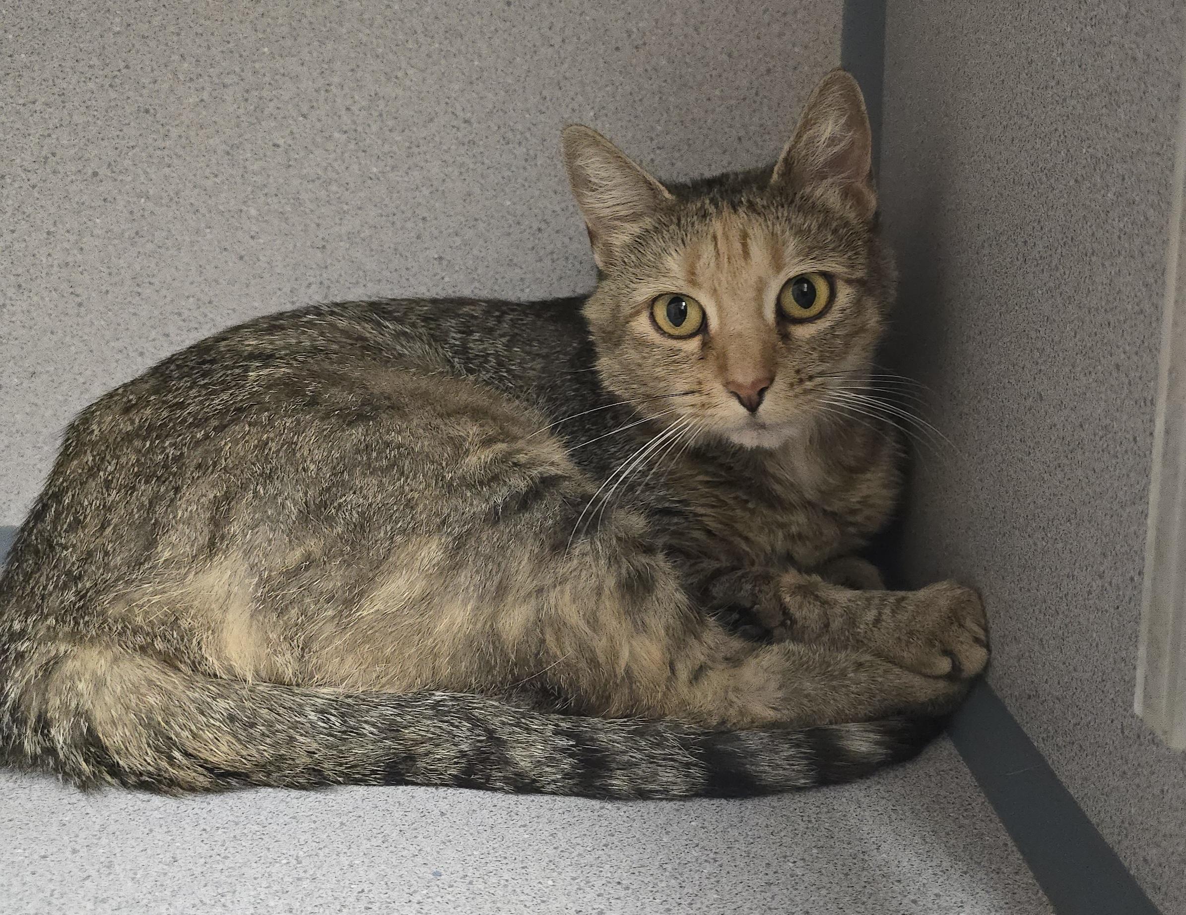 Star, an adoptable Domestic Short Hair in Canon City, CO, 81212 | Photo Image 1