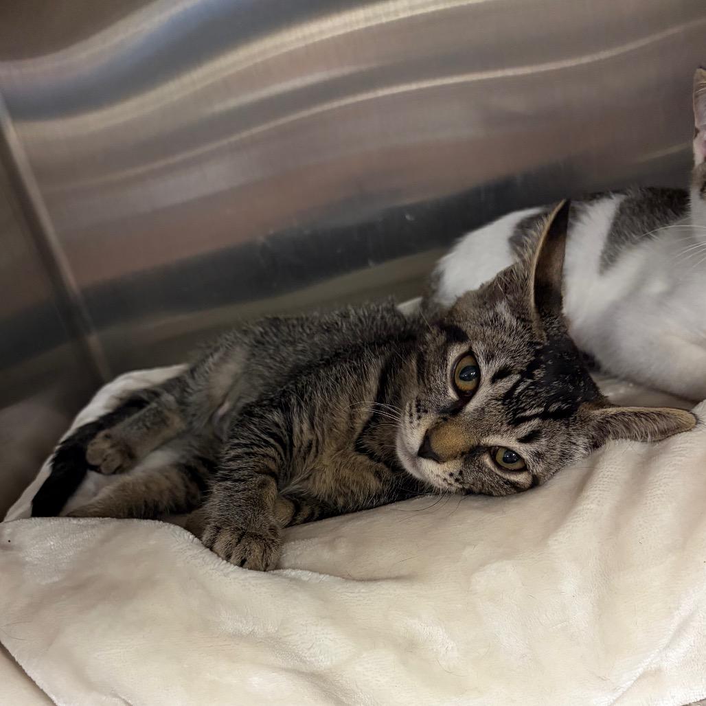 Enlarge Cagney, a Adoptable Domestic Short Hair in Keizer, OR image 1/2