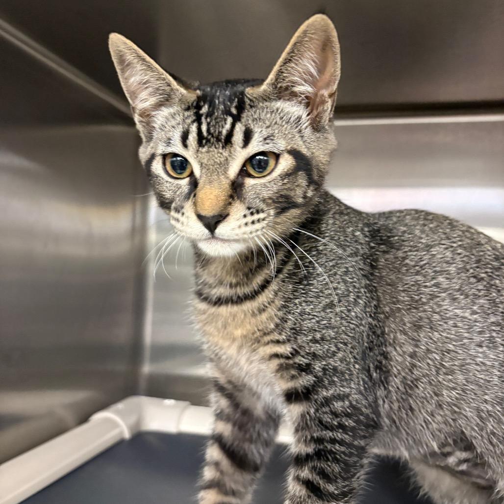 Enlarge Cagney, a Adoptable Domestic Short Hair in Keizer, OR image 2/2