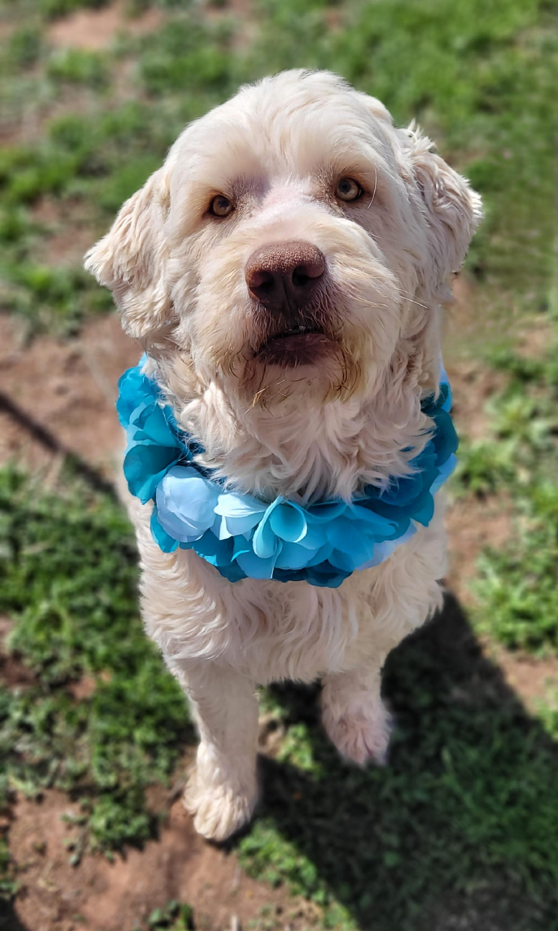 Pecos, ADOPTABLE, Adult Male Standard Poodle & Great Pyrenees.