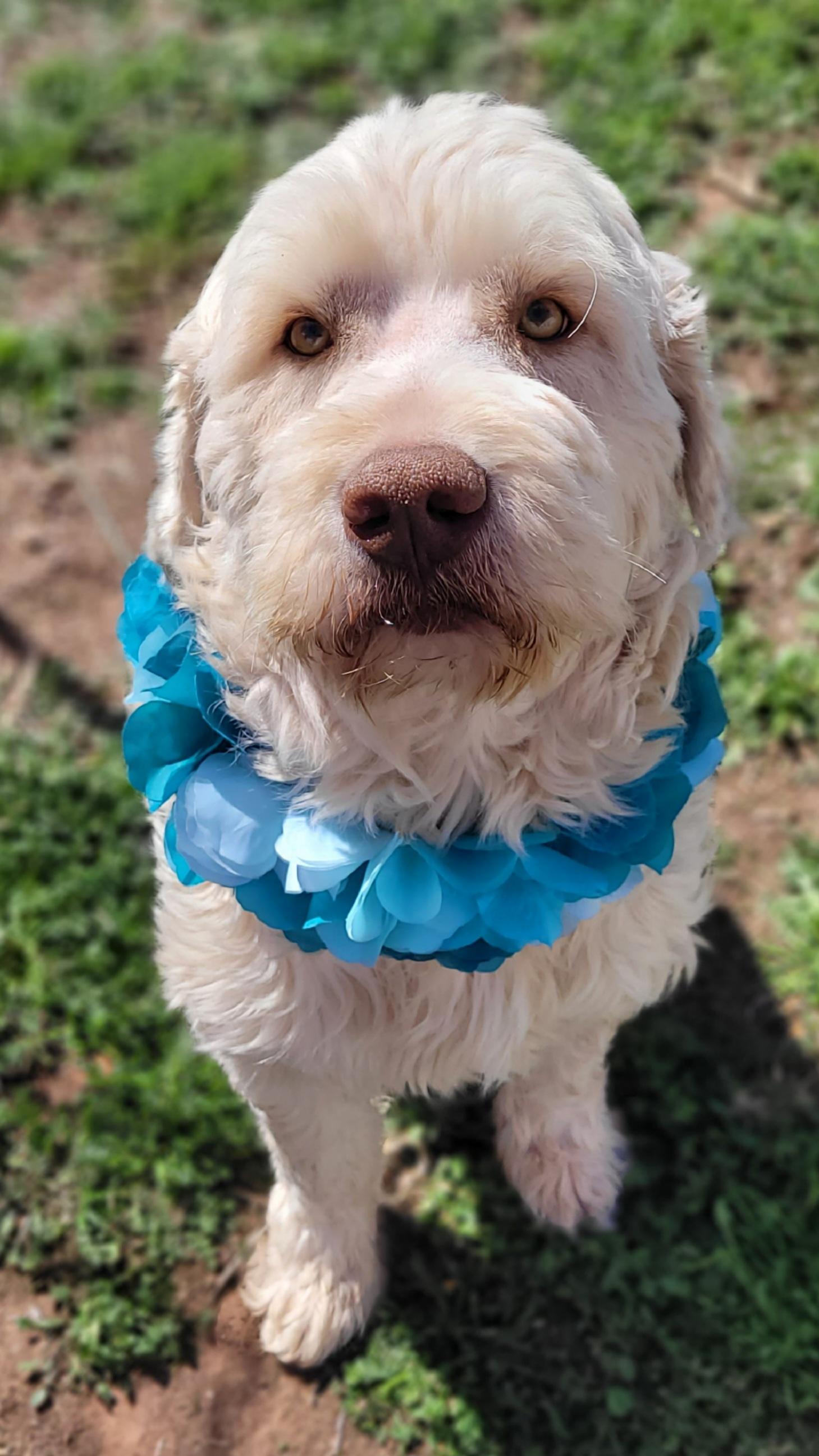 Enlarge Pecos, a ADOPTABLE mixed breed in Vernon, TX image 4/4