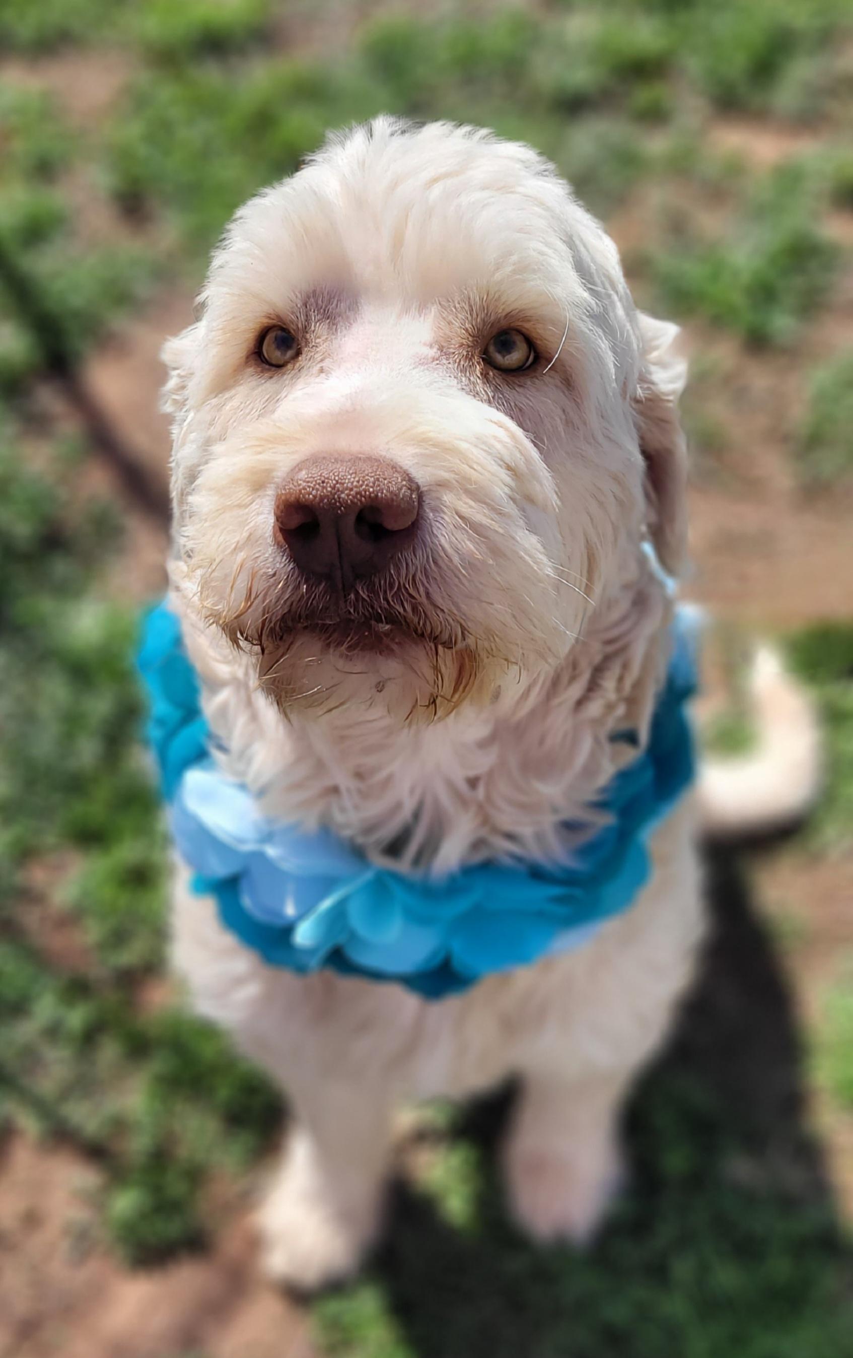 Enlarge Pecos, a ADOPTABLE mixed breed in Vernon, TX image 3/4