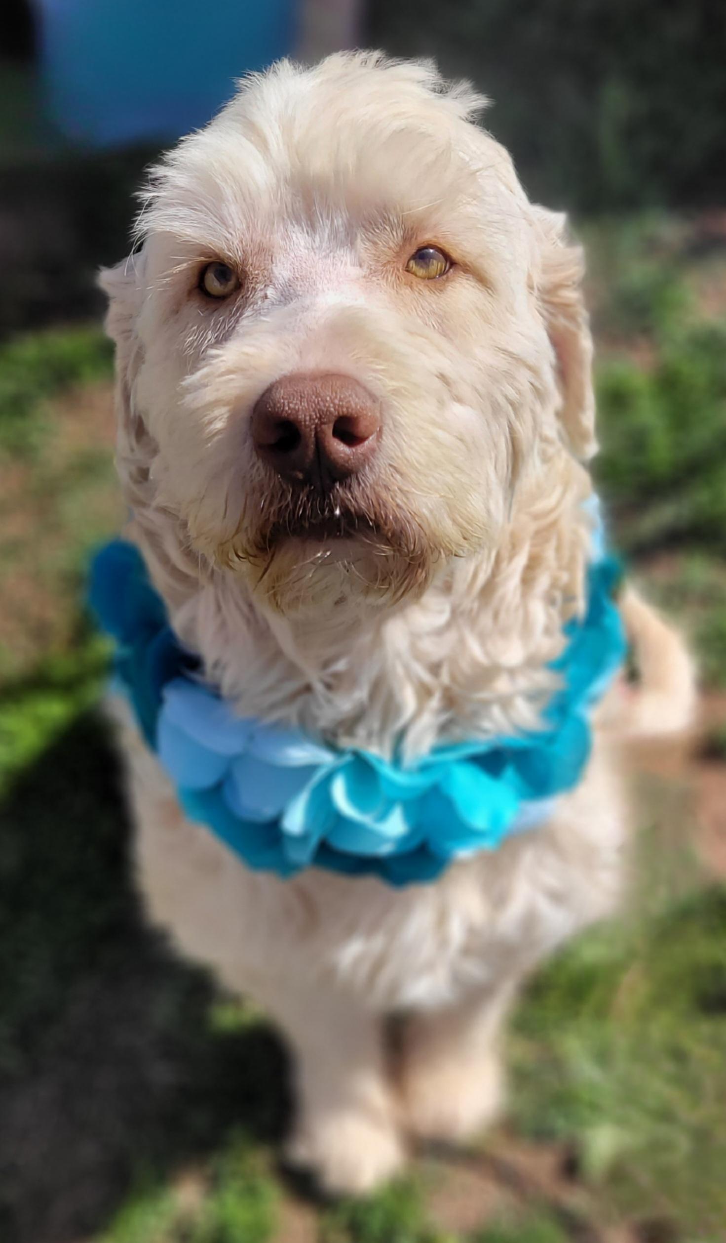 Enlarge Pecos, a ADOPTABLE mixed breed in Vernon, TX image 2/4