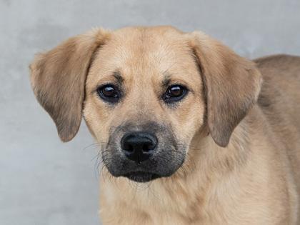 Jackie, a Adoptable Mixed Breed in Longmont, CO image 1/2