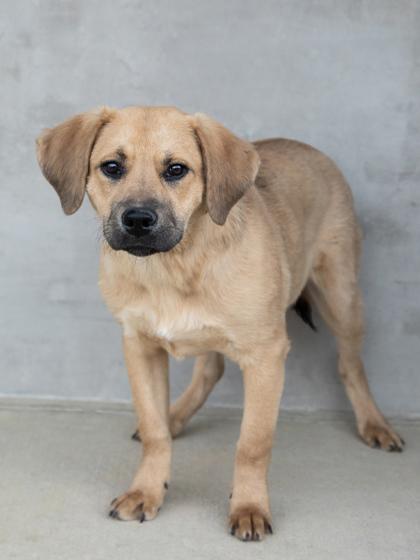 Jackie, a Adoptable Mixed Breed in Longmont, CO image 2/2