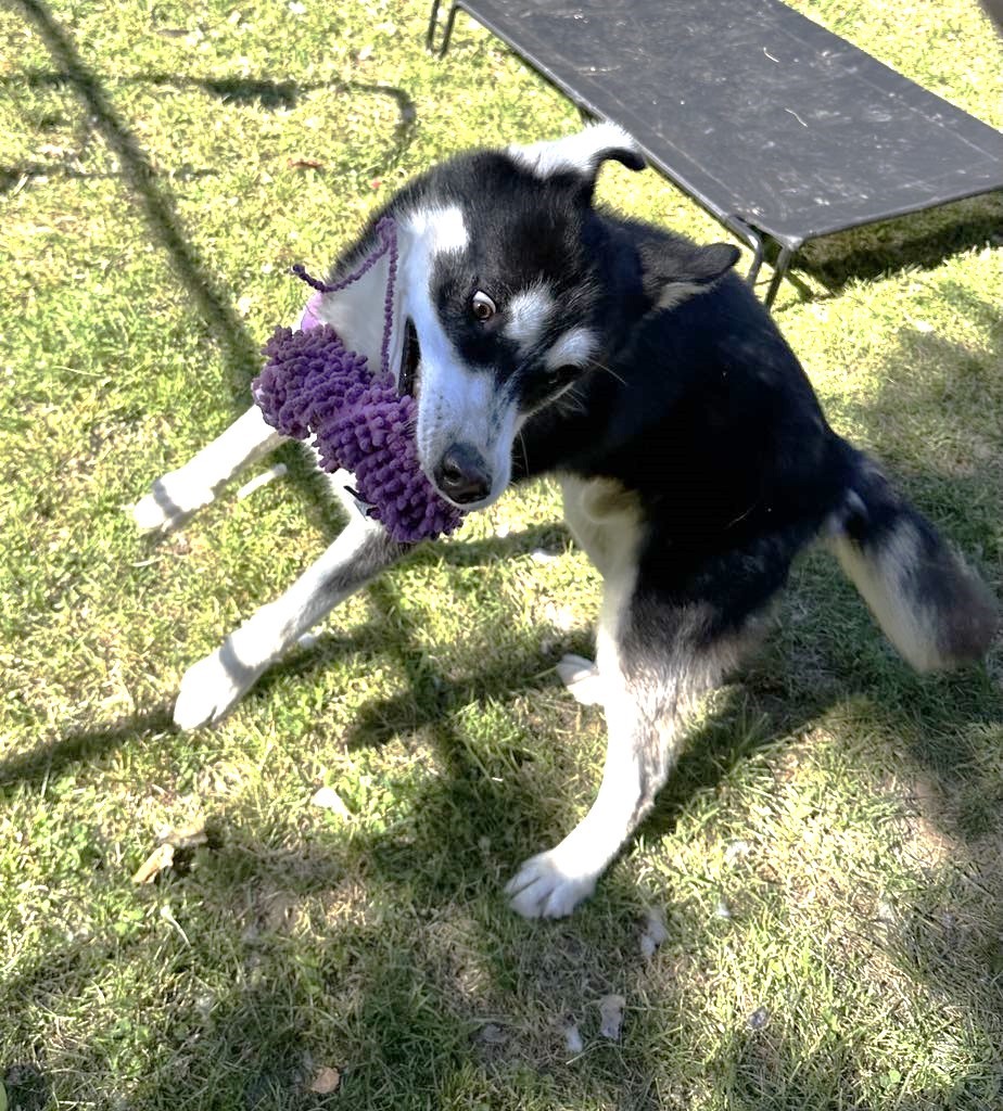 ERIC-Great "Starter Husky"! (Courtesy Post), a Adoptable Siberian Husky in Indianapolis, IN image 1/6