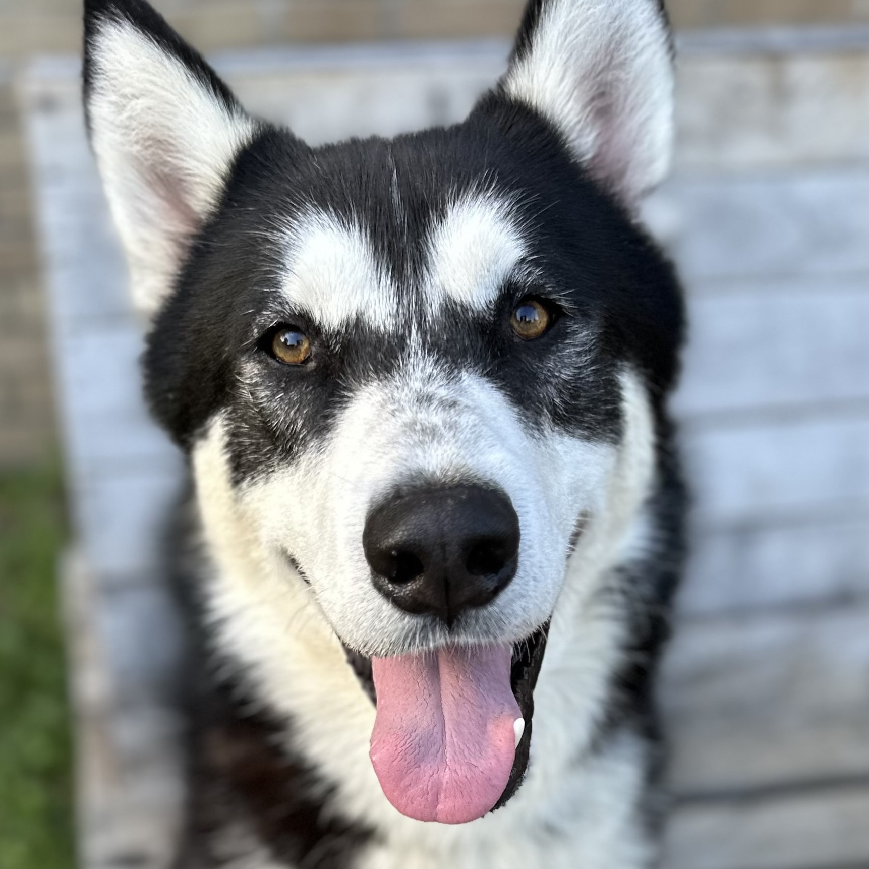 ERIC-Great Dog Waiting too Long! (Courtesy Post), Adoptable, Young Male Siberian Husky.
