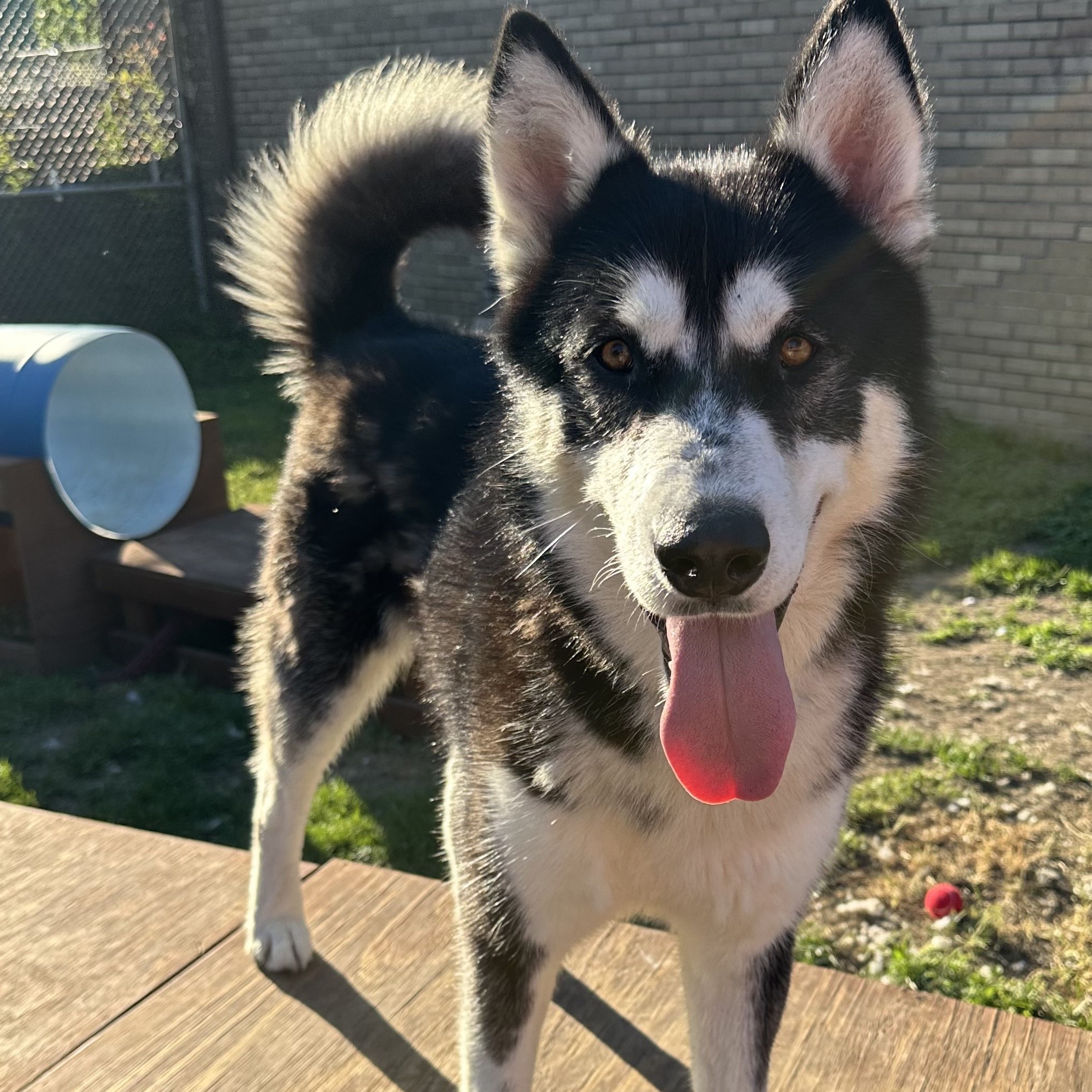 ERIC-Great "Starter Husky"! (Courtesy Post), a Adoptable Siberian Husky in Indianapolis, IN image 3/6